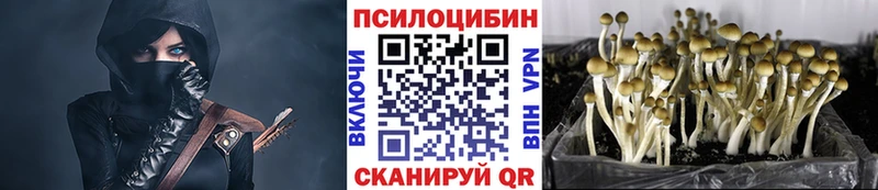 продажа наркотиков  Гатчина  Псилоцибиновые грибы Magic Shrooms 